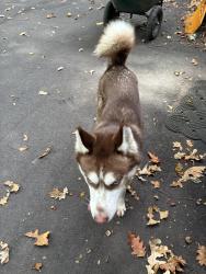 Found/Stray Male Dog last seen Melbourne and 42 nd 46228, Indianapolis, IN 46228