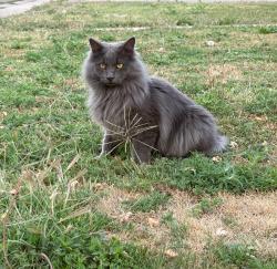 Lost Male Cat last seen N Shawnee & 39th Ave, Aurora, CO 80019