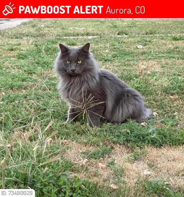 Lost Male Cat last seen N Shawnee & 39th Ave, Aurora, CO 80019