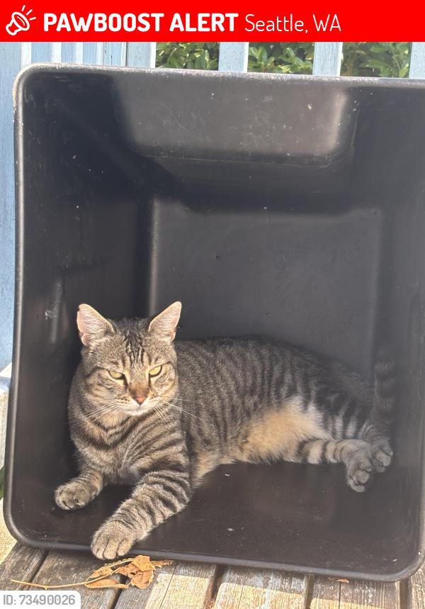 Lost Male Cat last seen S Dawson St & 19Th Ave, Seattle, WA 98108