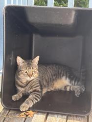 Lost Male Cat last seen S Dawson St & 19Th Ave, Seattle, WA 98108