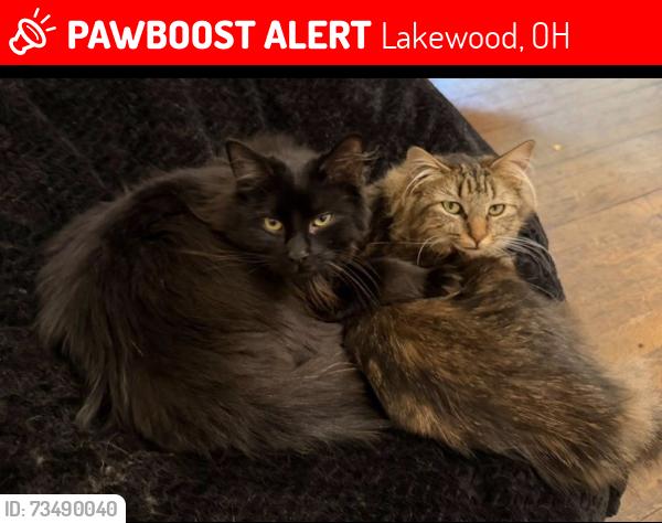 Lost Male Cat last seen Beach avenue, Lakewood, OH 44107