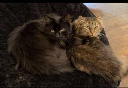 Lost Male Cat last seen Beach avenue, Lakewood, OH 44107