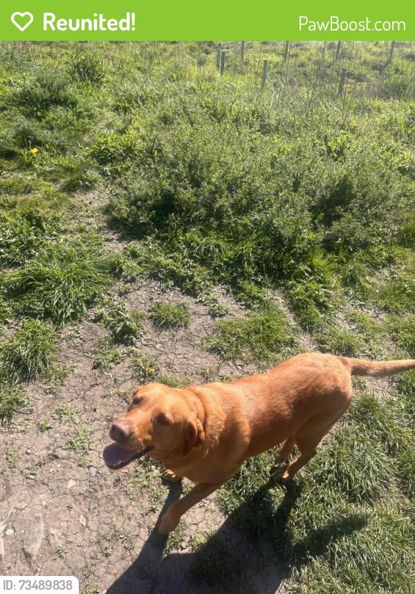 Reunited Female Dog last seen Hampstead heath, Greater London, England NW3 1BN