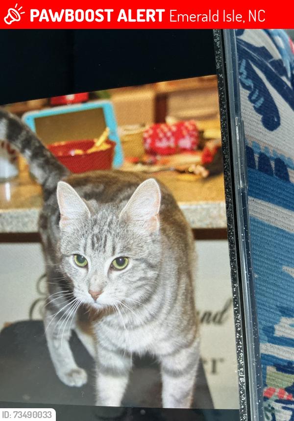 Lost Female Cat last seen Cedar st and ocean drive, Emerald Isle, NC 28594