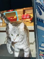 Lost Female Cat last seen Cedar st and ocean drive, Emerald Isle, NC 28594