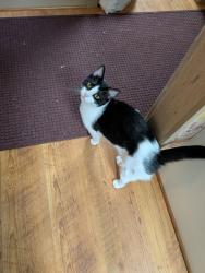 Lost Male Cat last seen Tuckahoe and Windover Road, Jackson, TN 38305