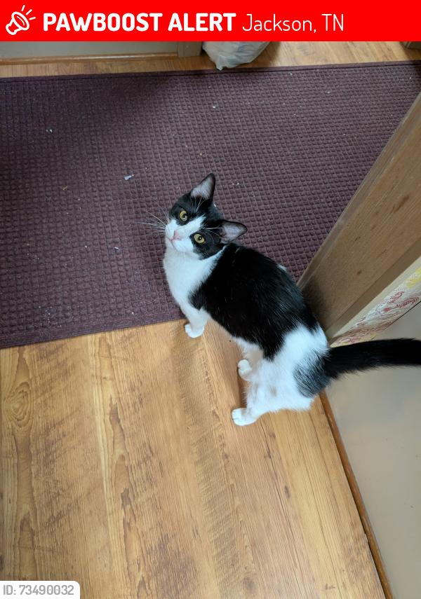 Lost Male Cat last seen Tuckahoe and Windover Road, Jackson, TN 38305