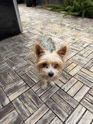 Reunited Female Dog last seen Temple and Duff, La Puente, CA 91744