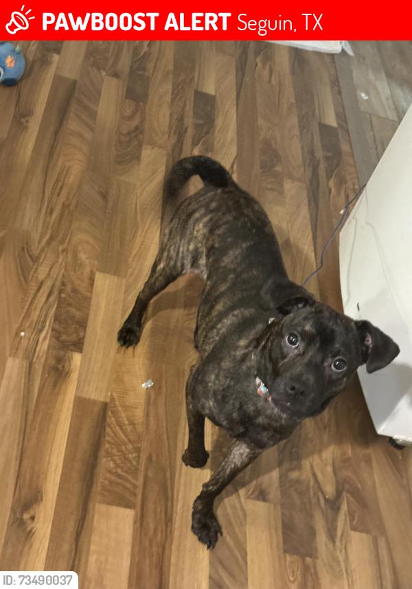Lost Male Dog last seen Near Mahan, Seguin, TX 78155