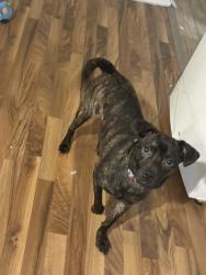 Lost Male Dog last seen Near Mahan, Seguin, TX 78155