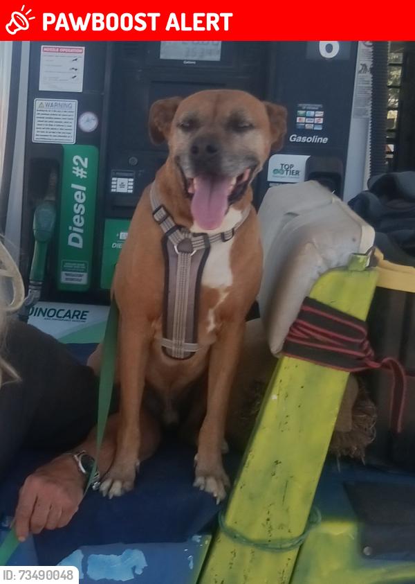 Lost Male Dog last seen Ramsey Rd and Ramsey, Riverside County, CA 92539