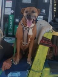 Lost Male Dog last seen Ramsey Rd and Ramsey, Riverside County, CA 92539