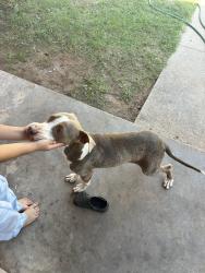 Lost Male Dog last seen Cornell St, Lubbock, TX 79403