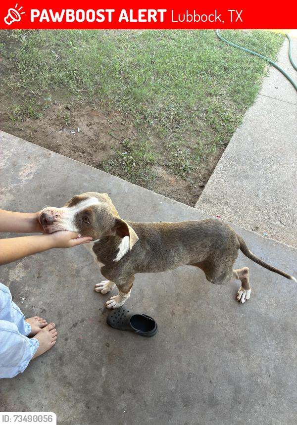 Lost Male Dog last seen Cornell St, Lubbock, TX 79403