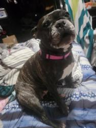 Lost Female Dog last seen Springtime and Spring Mont, San Antonio, TX 78249
