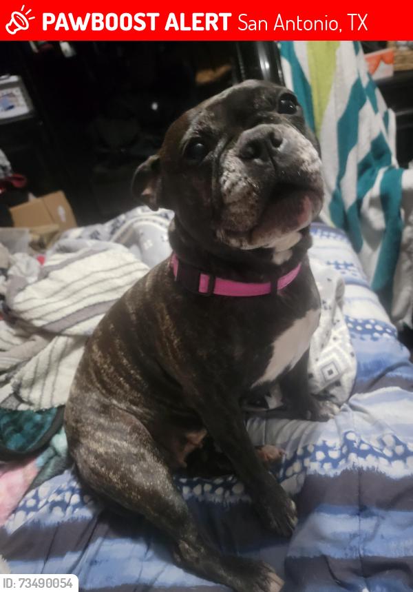 Lost Female Dog last seen Springtime and Spring Mont, San Antonio, TX 78249