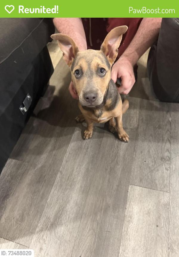 Reunited Female Dog last seen Forest, Dallas, TX 75243