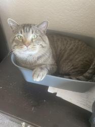 Lost Male Cat last seen East Winchester, Tucson, AZ 85713