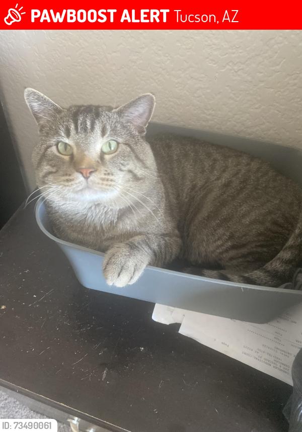 Lost Male Cat last seen East Winchester, Tucson, AZ 85713