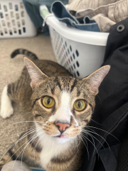 Lost Male Cat last seen Waterwood s, College Station, TX 77840