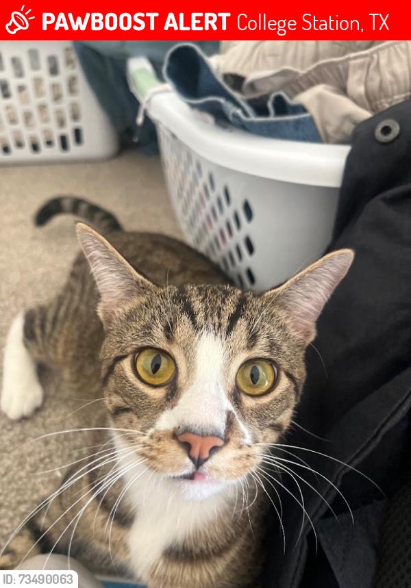 Lost Male Cat last seen Waterwood s, College Station, TX 77840
