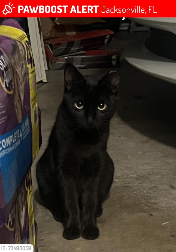 Lost Female Cat last seen Runnymeade Road, Rathbone Dr, Jacksonville, FL 32257