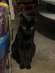Lost Female Cat last seen Runnymeade Road, Rathbone Dr, Jacksonville, FL 32257