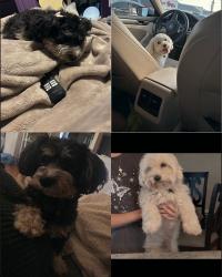 Reunited Male Dog last seen Thunderbird 35th Ave, Phoenix, AZ 85053