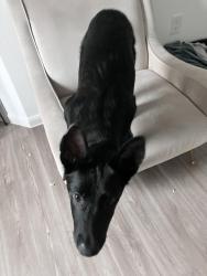 Lost Male Dog last seen I don’t know, Hockley, TX 77447