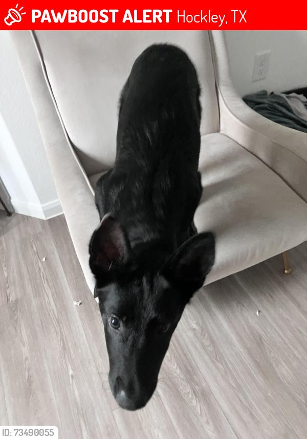 Lost Male Dog last seen I don’t know, Hockley, TX 77447