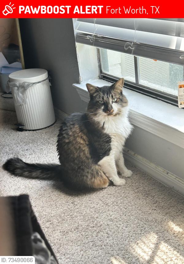 Lost Male Cat last seen Hulen st, Fort Worth, TX 76132