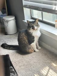 Lost Male Cat last seen Hulen st, Fort Worth, TX 76132