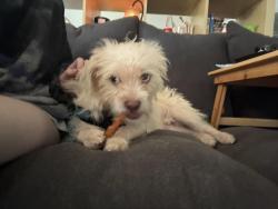 Found/Stray Male Dog last seen On Forest Avenue between Haven Esplanade and Silver Lake Park Road, Staten Island, NY 10301