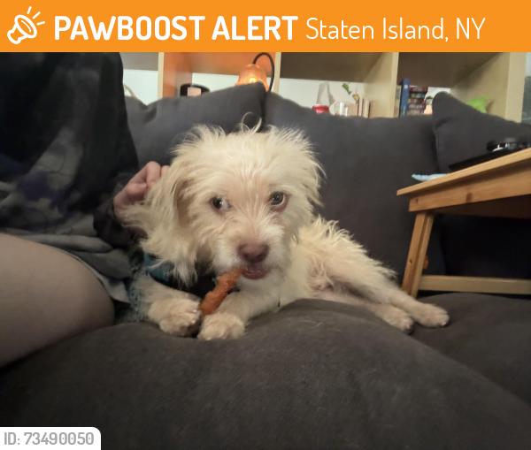 Found/Stray Male Dog last seen On Forest Avenue between Haven Esplanade and Silver Lake Park Road, Staten Island, NY 10301