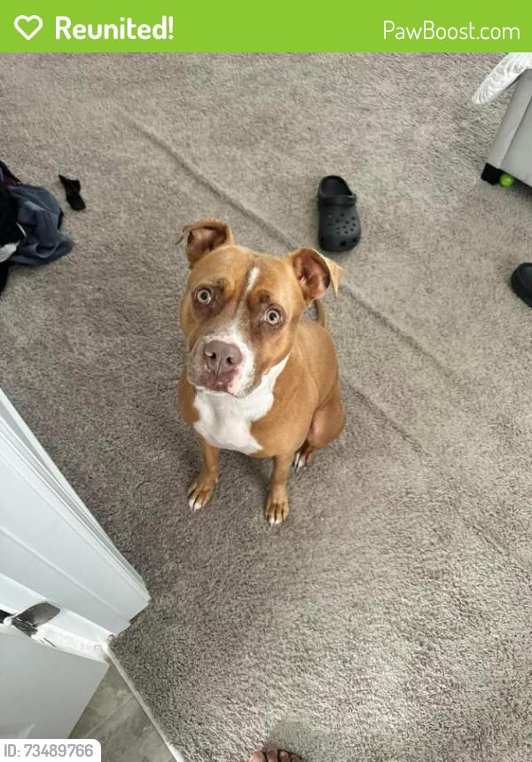 Reunited Female Dog last seen Arran Lakes, Fayetteville, NC 28306