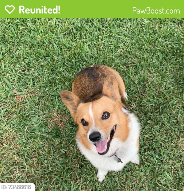 Reunited Male Dog last seen Tulip Oak Dr & Fernglade Dr, Houston, TX 77068