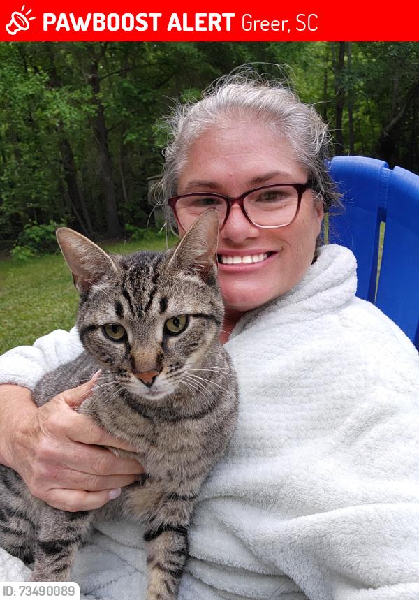 Lost Male Cat last seen Hammett Road and hwy 101, Greer, SC 29651