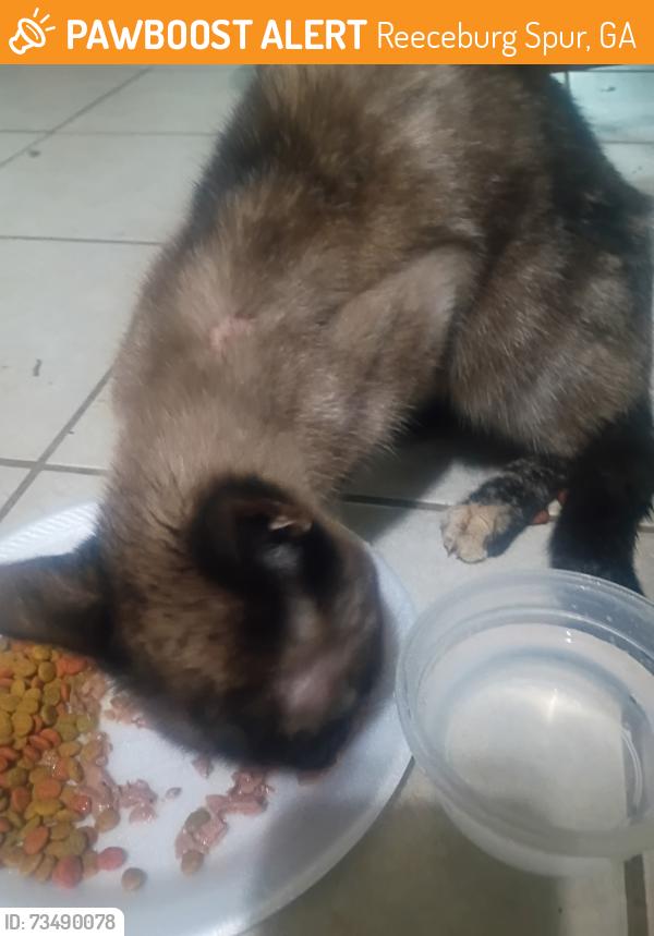 Found/Stray Unknown Cat last seen Drummond rd, Reeceburg Spur, GA 30147
