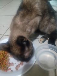 Found/Stray Unknown Cat last seen Drummond rd, Reeceburg Spur, GA 30147