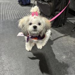 Reunited Female Dog last seen Bentsen Palm Drive and Mile 1 south rd Mission Tx 78572, Mission, TX 78572