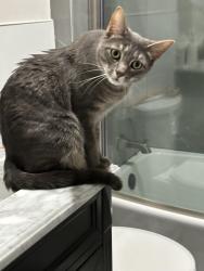 Lost Male Cat last seen St boniface cemetery, Chicago, IL 60640