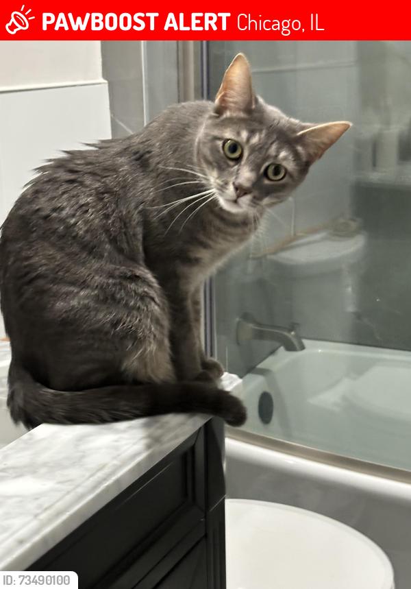 Lost Male Cat last seen St boniface cemetery, Chicago, IL 60640