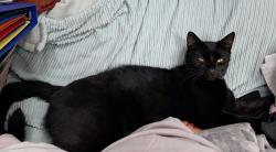 Reunited Male Cat last seen Wickets way, Greater London, England IG6 3DA