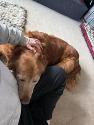 Reunited Female Dog last seen Villages Scenic Parkway, Anchorage, Ak, Usa, Anchorage, AK 99516