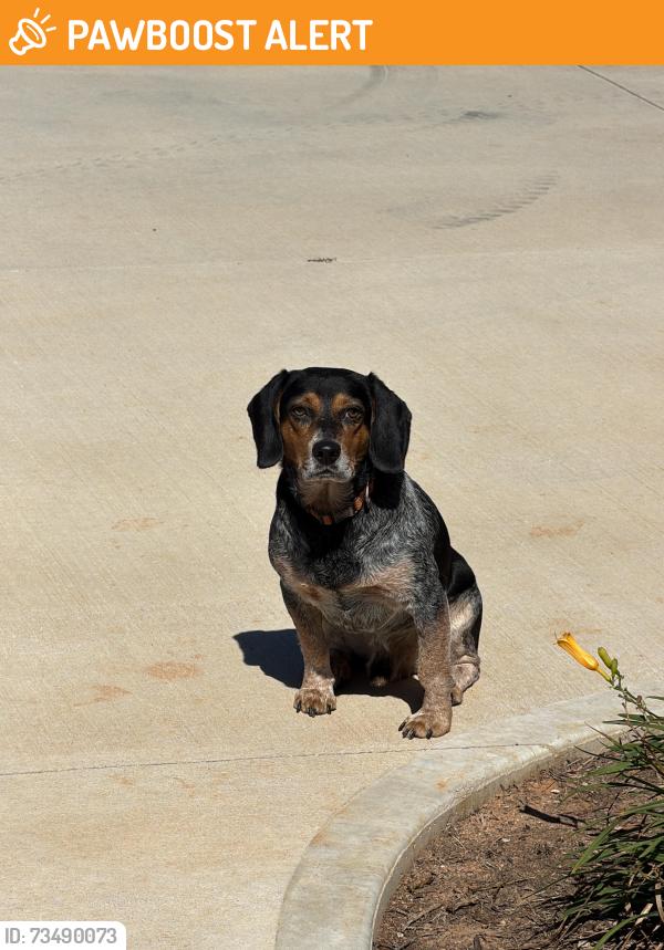 Found/Stray Male Dog last seen Snow road & garrison Pelzer, Greenville County, SC 29669
