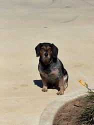 Found/Stray Male Dog last seen Snow road & garrison Pelzer, Greenville County, SC 29669