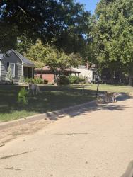 Found/Stray Unknown Dog last seen Orme and roosevelt, Wichita, KS 67218