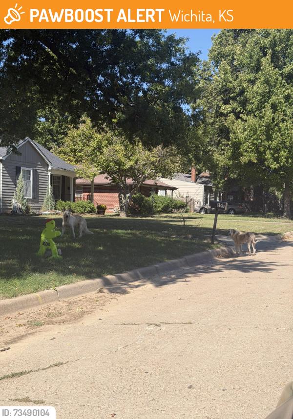 Found/Stray Unknown Dog last seen Orme and roosevelt, Wichita, KS 67218
