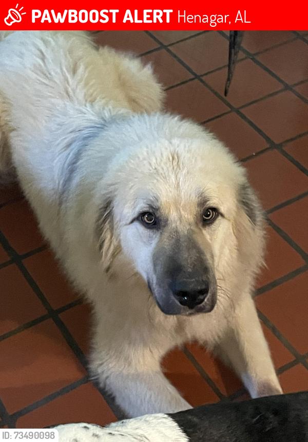 Lost Male Dog last seen CR 608, Henagar, AL 35978